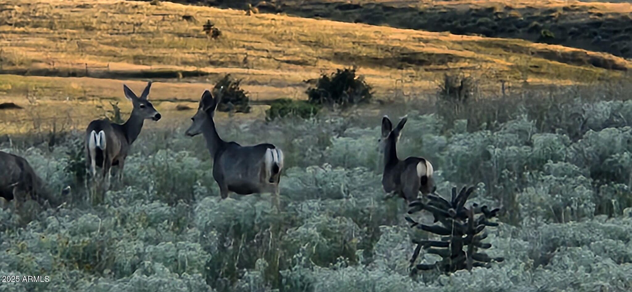 4 MUSTANG TRAIL - Photo 107