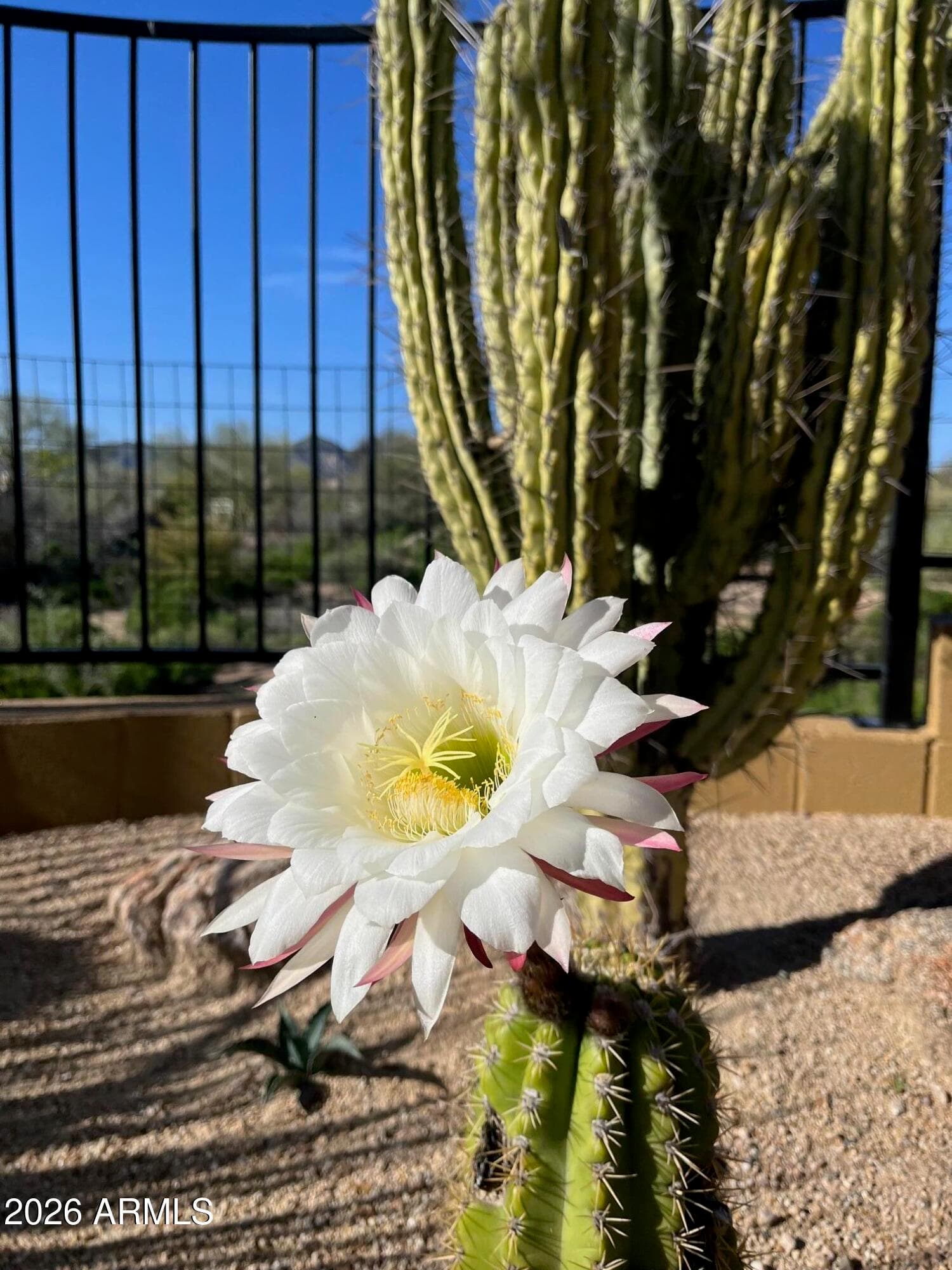 10876 E Celestial Dr — photo 66