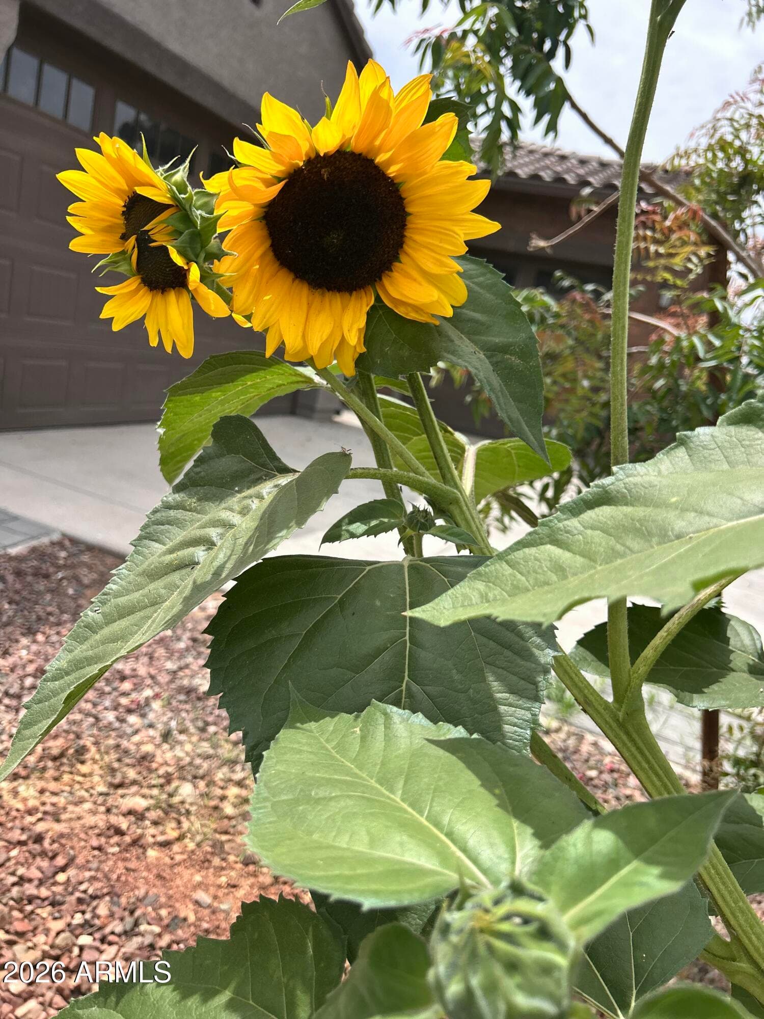 9321 W Sells Dr — photo 47