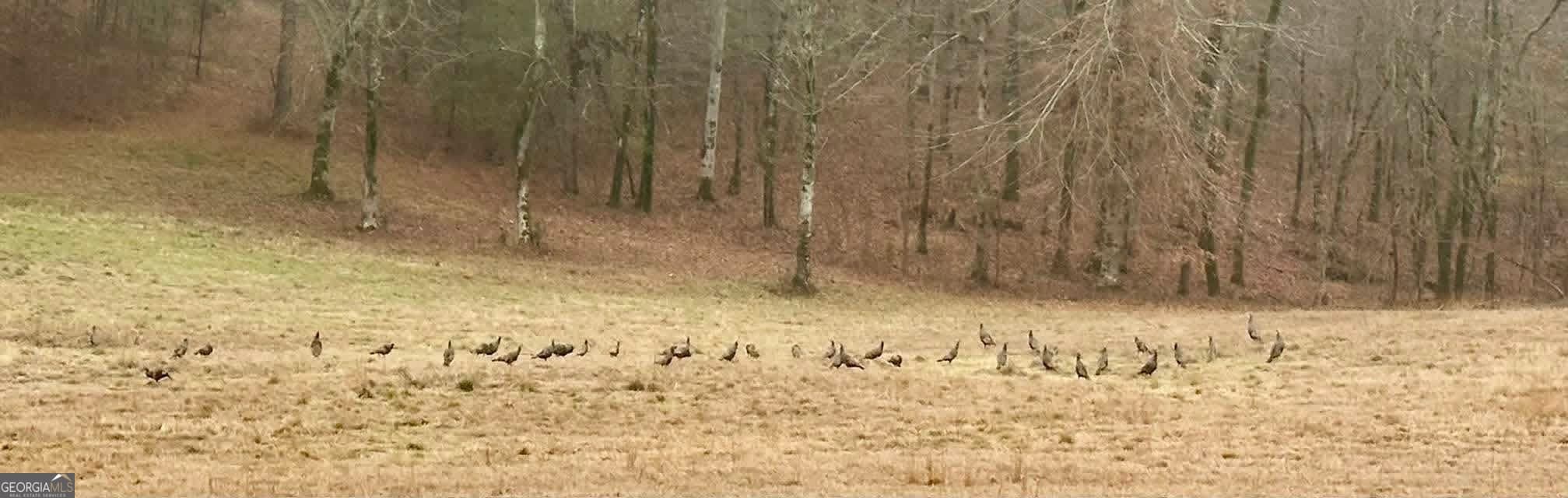 175 Thornton Rd — photo 128