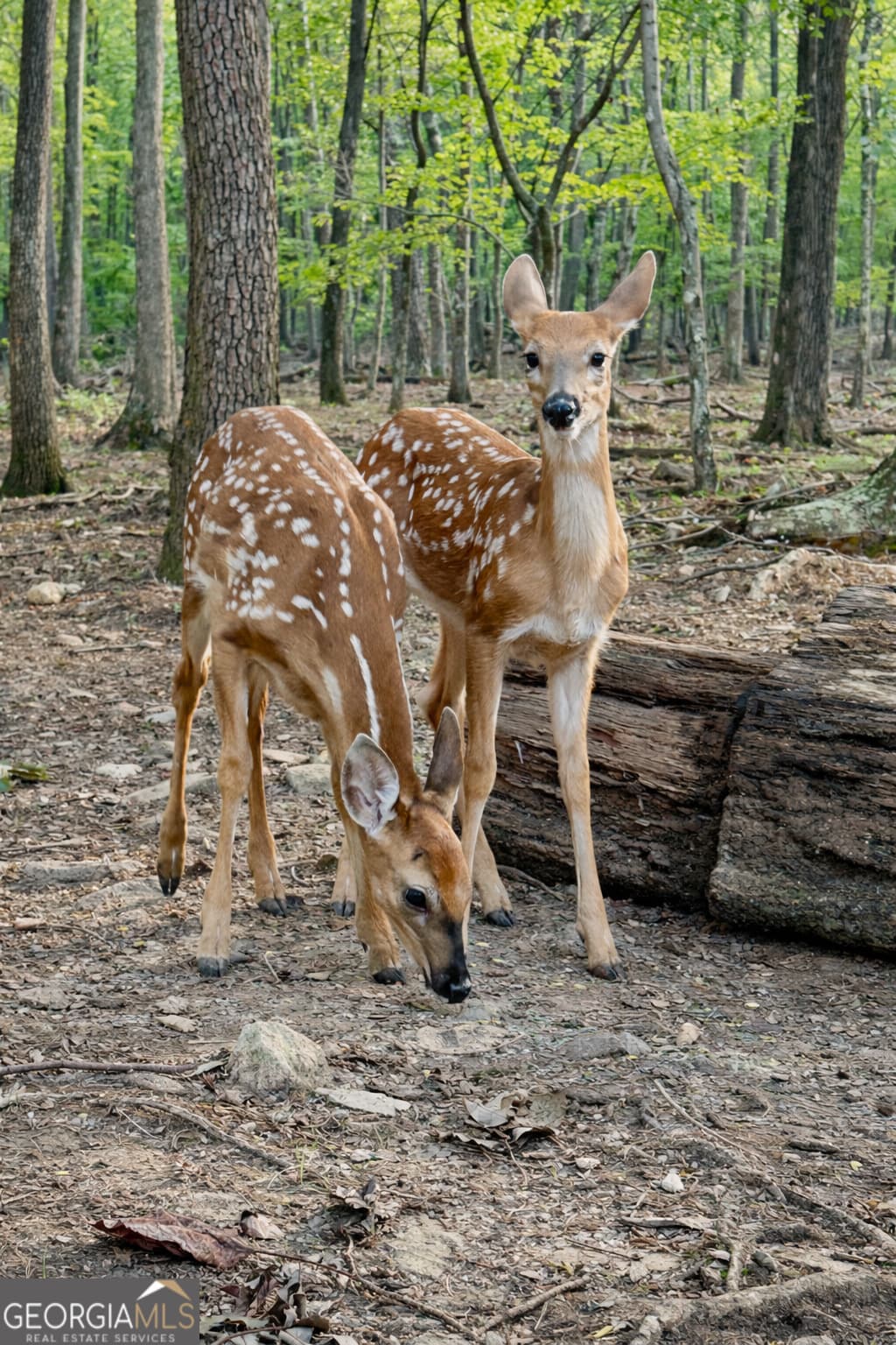 1286 Oglethorpe Mountain Rd — photo 30